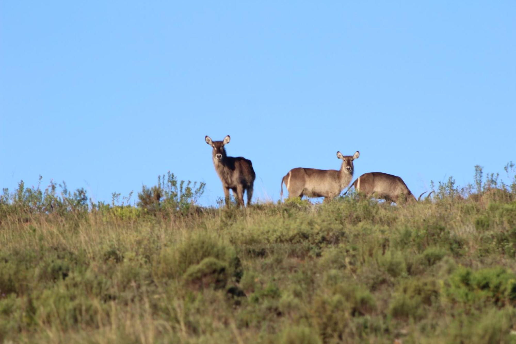 Hartenbos Private Game Lodge Exteriér fotografie