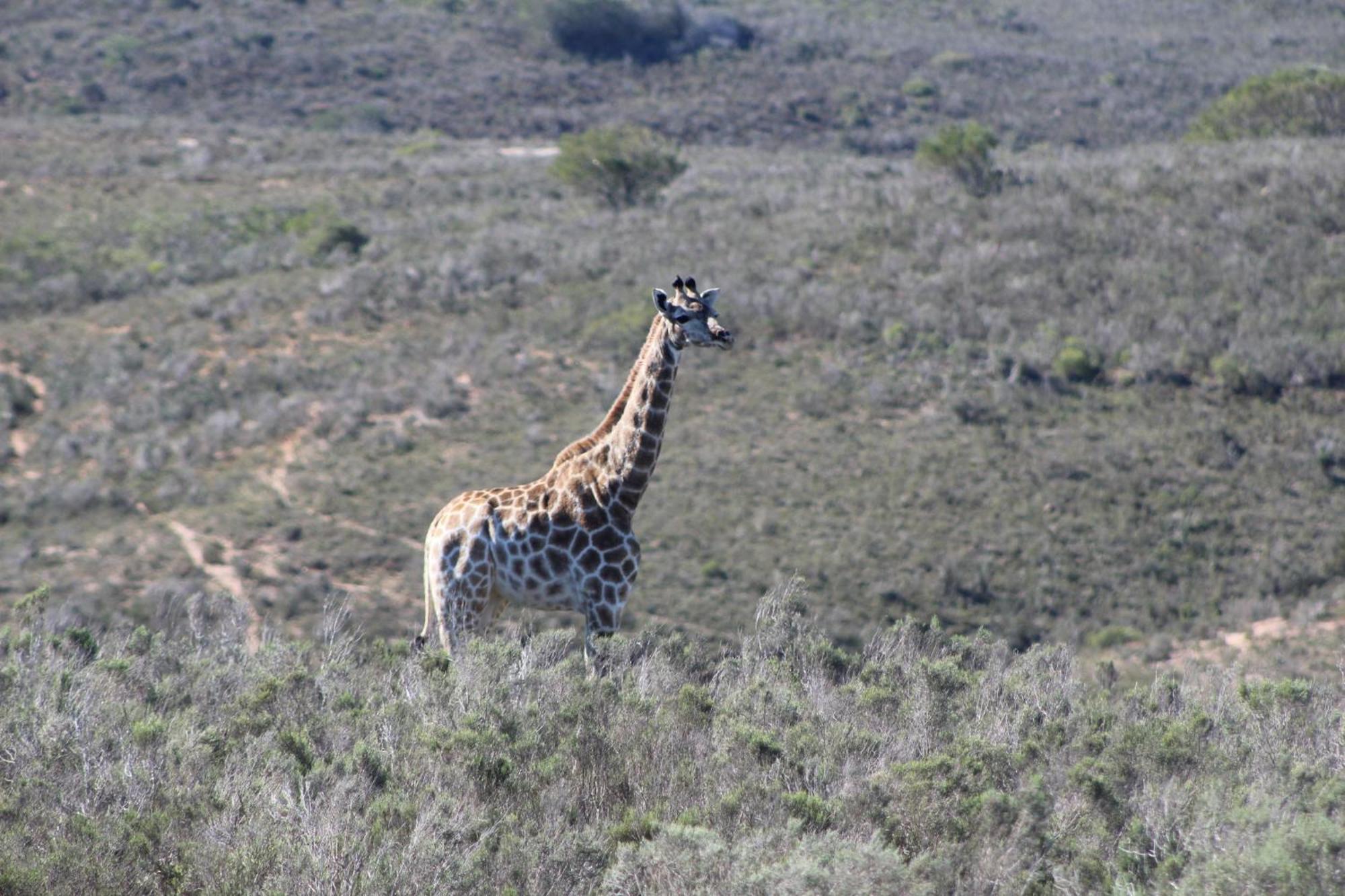 Hartenbos Private Game Lodge Exteriér fotografie