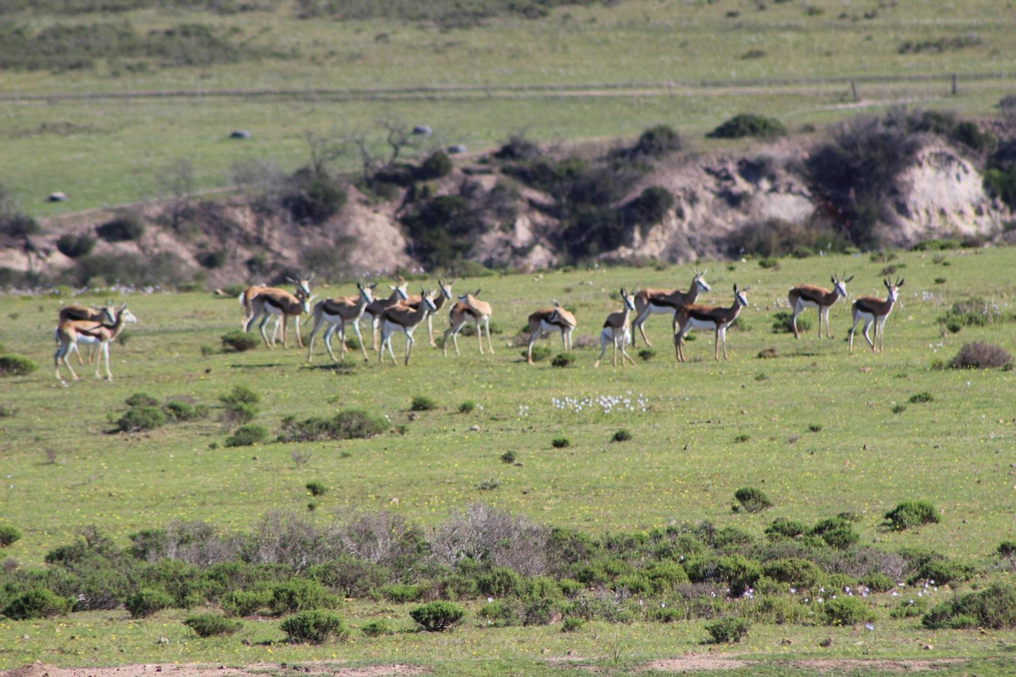 Hartenbos Private Game Lodge Exteriér fotografie
